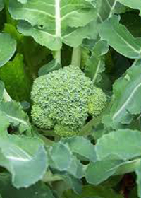 Brassica oleracea 'De Cicco'